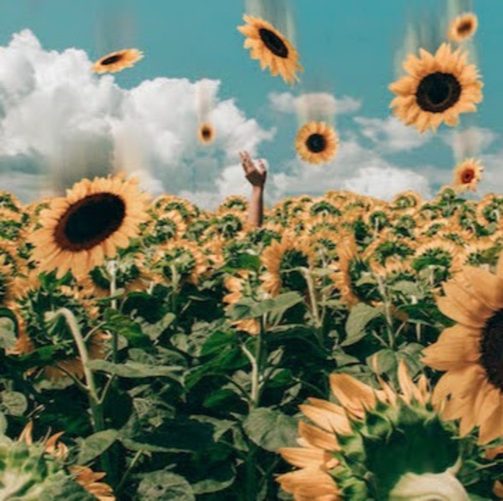 Meet your Posher, Melody